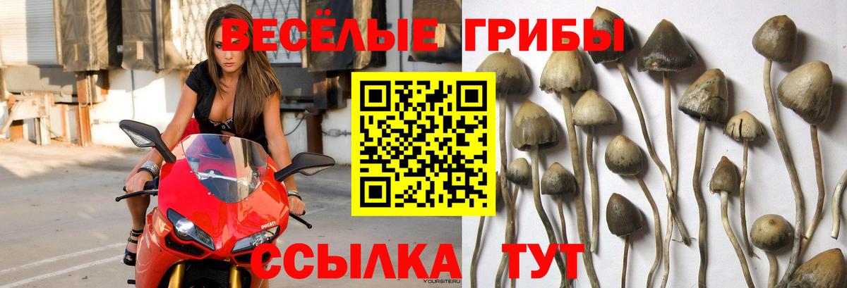 Псилоцибиновые грибы Cubensis Соликамск